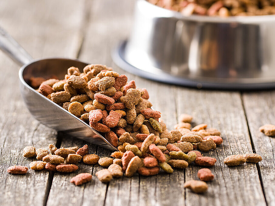 Image Picture of Pet food on a fork